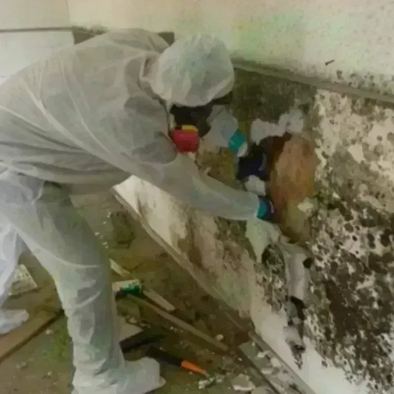 Mold Remediation and Removal in Oskaloosa, IA